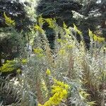 Solidago canadensis Habit