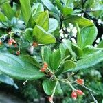 Viburnum suspensum Fruit