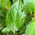 Impatiens platypetala Leaf