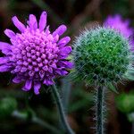 Knautia arvensis ফুল