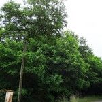 Robinia pseudoacacia Агульны выгляд