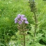 Lactuca alpina Flor