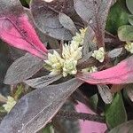 Alternanthera bettzickiana Flor