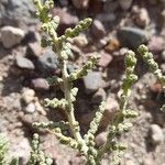 Aloysia deserticola Foglia