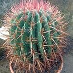 Ferocactus latispinus Vekstform