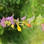 Melampyrum nemorosum 花