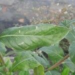 Oenothera pycnocarpa Hoja