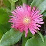 Mesembryanthemum cordifolium Blomma