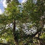 Acacia spirorbis Blad