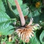 Tithonia rotundifolia Ffrwyth