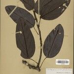 Telitoxicum minutiflorum Leaf