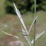 Ranunculus illyricus Leaf