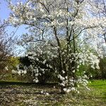 Magnolia kobus Elinympäristö