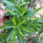 Globularia salicina Leaf