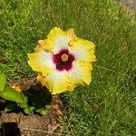 Hibiscus ovalifolius Blodyn