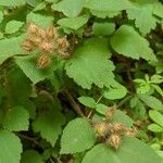 Rubus phoenicolasiusFrucht