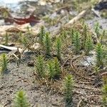 Myriophyllum verticillatum Blatt