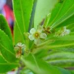 Peripterygia marginata Flower