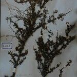 Cotoneaster microphyllus অন্যান্য