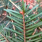 Abies alba Leaf