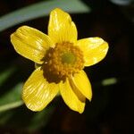 Ranunculus bullatus Flower