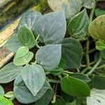 Peperomia urocarpa Feuille