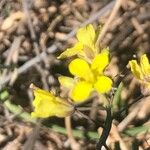 Diplotaxis tenuifolia Цветок