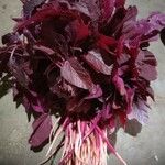 Amaranthus tricolor برگ