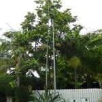 Agave sisalana 整株植物