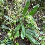 Elaphoglossum macropodium Habit