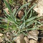 Convolvulus lineatus Habit