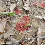 Drosera capillaris Цвят