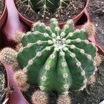 Echinopsis eyriesii Листок