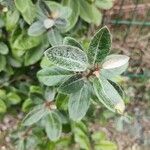 Elaeagnus × submacrophylla Hoja