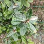 Elaeagnus × submacrophylla Folio