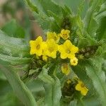 Arnebia decumbens Blüte