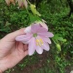 Passiflora tripartitaFlower