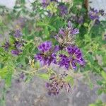 Trigonella caerulea Flower