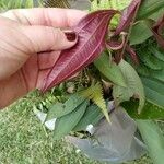 Miconia calvescens Leaf