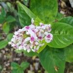 Pseuderanthemum maculatum Кветка