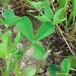 Trifolium tomentosum Hoja