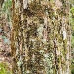 Backhousia myrtifolia Rinde