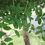 Aloysia gratissima Leaf