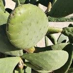 Opuntia ficus-indica Листок