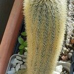 Cleistocactus variispinus Habitus