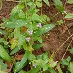 Murdannia nudiflora Агульны выгляд