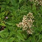 Nandina domestica 花