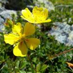 Potentilla grandiflora Flower