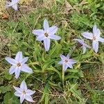 Ipheion uniflorum Flor