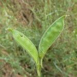 Vicia bithynica Φρούτο